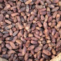 استخدام خانم در کارگاه تولیدی خرما کوی بهروز