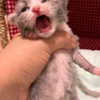 رزرو رزرو گربه بایکالر ژاپنی|گربه|چالوس, |دیوار