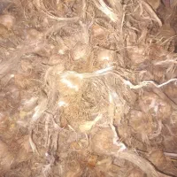 فروش پیاز زعفران