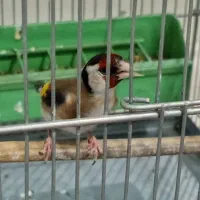 سهره نرمعاوضه