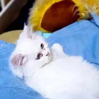 گربه پرشین ماده ۲ ماهه
