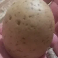 سنگ شهاب|کلکسیون و سرگرمی|اصفهان, بوستان ناژوان|دیوار