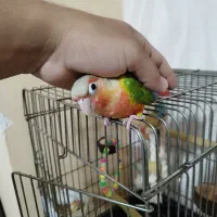 طوطی گرینچیک