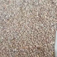 لوبیا چیتی کیلویی ۲۳۰