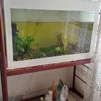 اکواریوم
