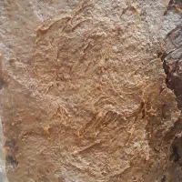 خمیر خرما درجه یک با ضمانت|عمدهفروشی|شیراز, کیان آباد|دیوار