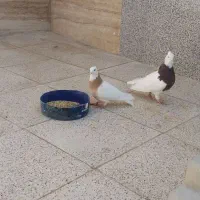 کفتر|پرنده|جهرم, |دیوار