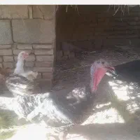بوقلمون ماده محلی