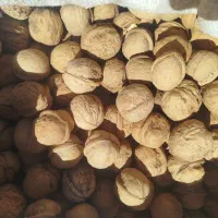 گردو|خوردنی و آشامیدنی|شیراز, شهرک سعدی|دیوار