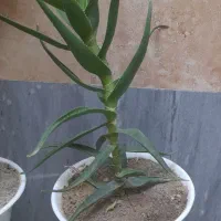 گل زیبا
