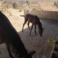 مادیون کره نریون ۶ماهه