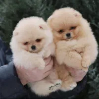 پرورشگاه سگ پامر خرسی/پامرانین گرید A+|سگ|شیراز, قدوسی غربی|دیوار