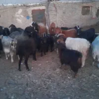 گوسفند|حیوانات مزرعه|سلفچگان, |دیوار