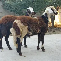 دو عدد قوچ توقلی|حیوانات مزرعه|سیمین شهر, |دیوار