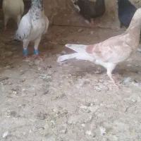 هفت رنگ