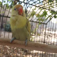 طوطی برزیلی جفت|پرنده|ری, فیروزآبادی|دیوار