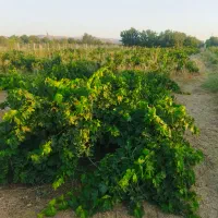 باغ-انگوری