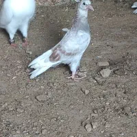 کبوتر