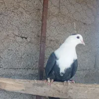 فروشی کفتر دو تا ماده خوشکل