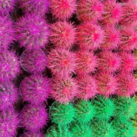 کاکتوس رنگی|گل و گیاه طبیعی|اصفهان, ارغوانیه|دیوار