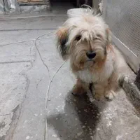 توله یک ساله نیت|سگ|نیشابور, شهرک بهداری|دیوار