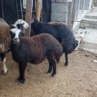 بره ماده داشتی درجه یک