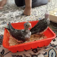 عروس هلندی با دوتا جوجه