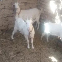 بزسانن فروشی