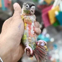 سرلاکی راهب شاه طوطی کوتوله گرینچیک عروس|پرنده|خمینیشهر, |دیوار