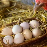 تخم مرغ محلی تازه