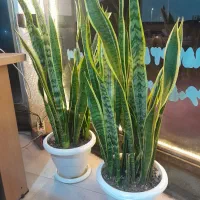 گل طبیعی سانسوریا و کاکتوس