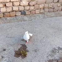 کبوتر شون سیاه|پرنده|شیروان (لرستان), |دیوار