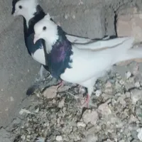 کبوتر طوقی