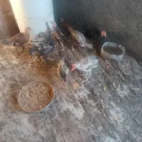 جوجه مرغ