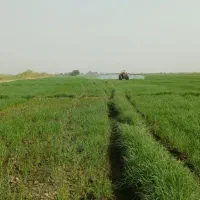 نیاز به راننده تراکتور و کارگر|استخدام صنعتی، فنی، مهندسی|شوشتر, |دیوار