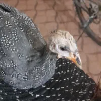 مرغ شاخدار آفریقایی (کاملا اهلی)