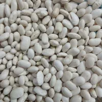 فروش لوبیا سفید