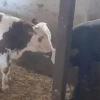 گوساله نرسیمینتال