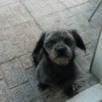 سگ پاکوتاه