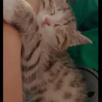 گربه 4ماهه واگذارمیشود