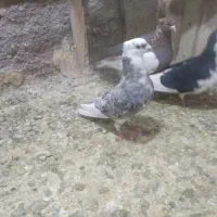 لیلک سرورنرگرفتنی