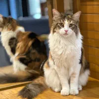 سرپرستی گربه