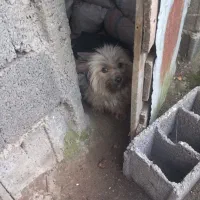 سگ پشمالود|سگ|رودسر, |دیوار