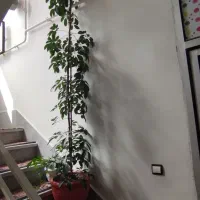 وسایل خونه