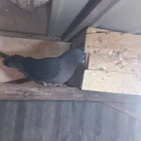 گرفتنی|پرنده|قم, زنبیل آباد|دیوار