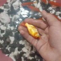 ..ماهی قرمز عید