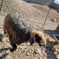 قوچ وبره قوچی|حیوانات مزرعه|کوه چنار, |دیوار