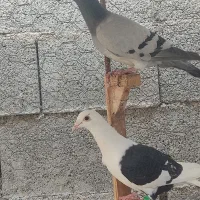 چند عدد کبوتر