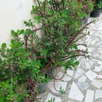 گل مرجان خاردار زیبا|گل و گیاه طبیعی|لنگرود, |دیوار