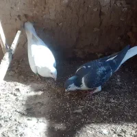 کفتر|پرنده|تربت‌حیدریه, منظر|دیوار